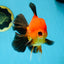 AAA Grade Godzilla Apache Oranda Male 5.5 inches #052325OR_01