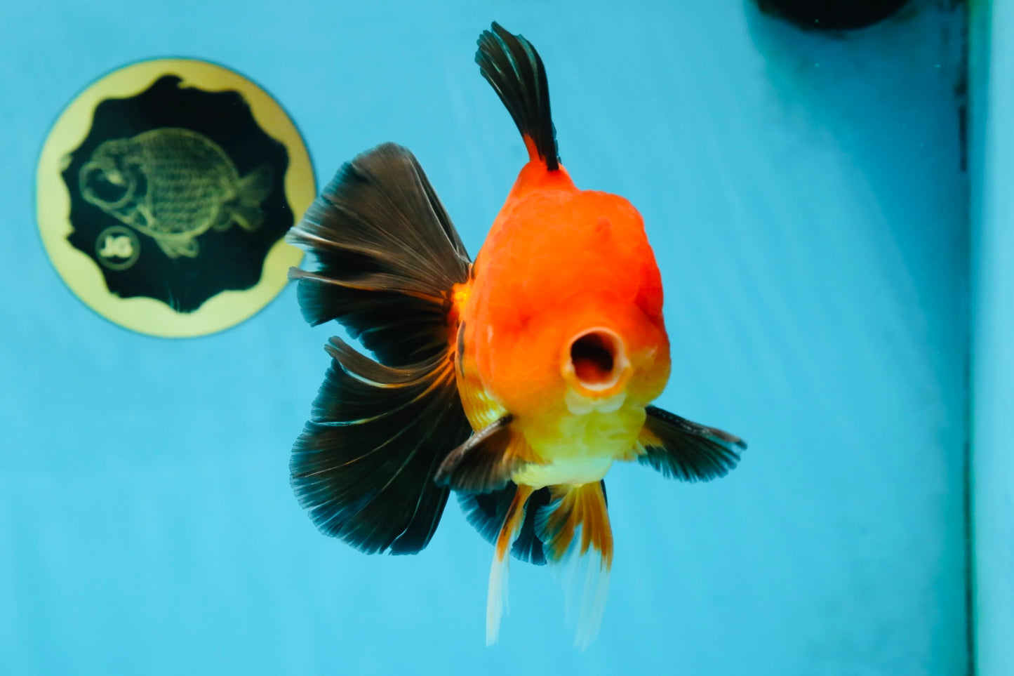 AAA Grade Godzilla Apache Oranda Male 5.5 inches #052325OR_01