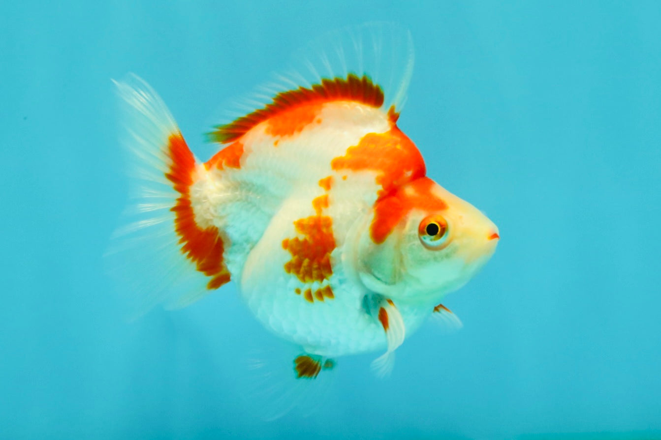 UNIQUE AAA Grade Red White Ryukin Female 4-4.5 inches #042426RK_01