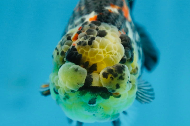 SUPER CUTE Tricolor Tiger Lionchu Female 3.5 inches #090525LC_04