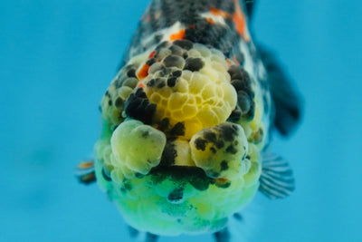 SUPER CUTE Tricolor Tiger Lionchu Female 3.5 inches #090525LC_04