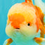 AAA Grade Red White Oranda Male 5.5-6 inches #071726OR_21