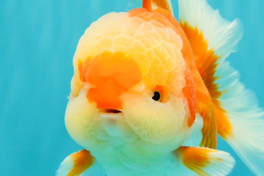 AAA Grade Red White Oranda Male 5.5-6 inches #071726OR_21