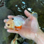 A Grade Tricolor Oranda Male 5.5 inches #070425OR_15