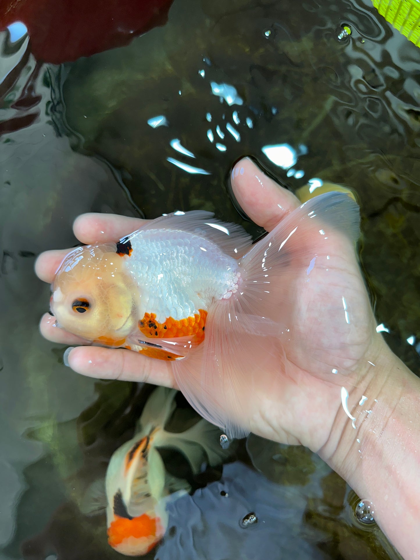 A Grade Tricolor Oranda Male 5.5 inches #070425OR_15