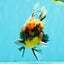 A Grade Calico Tiger Oranda Male 6.5-7 inches #080726OR_17