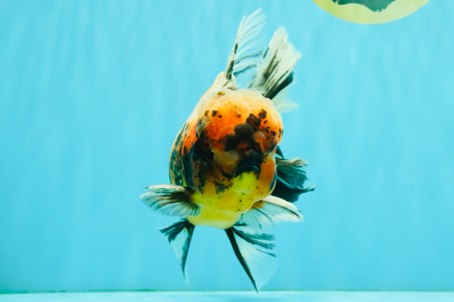 A Grade Calico Tiger Oranda Male 6.5-7 inches #080726OR_17