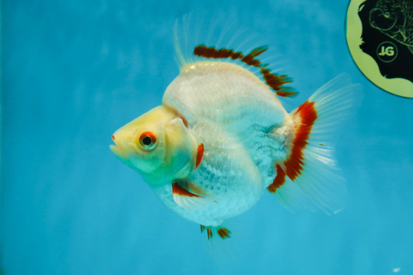 AAA Grade Red White Ryukin Female 5-5.5 inches #060625RK_33