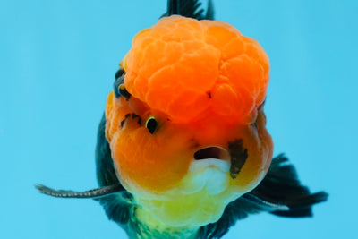 Macho oranda tricolor de cabeza roja de grado AAA de 5 pulgadas n.º 0913OR_03