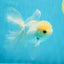 A Grade Lemonhead Button Eyes Oranda Male 5-5.5 inches #010325OR_10