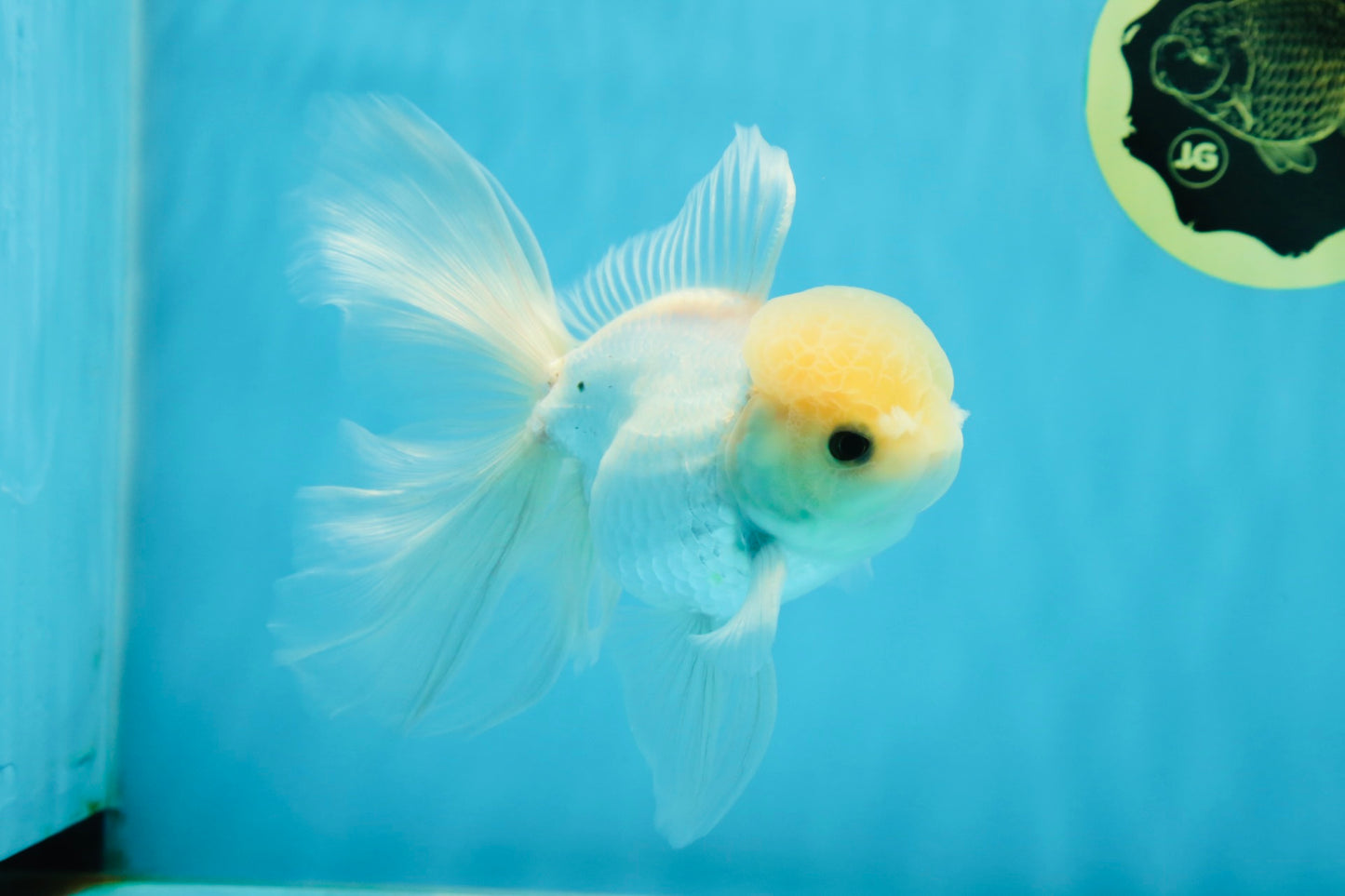 A Grade Lemonhead Button Eyes Oranda Male 5-5.5 inches #010325OR_10