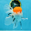 A Grade Tricolor Oranda Female 6-6.5 inches #071125OR_10