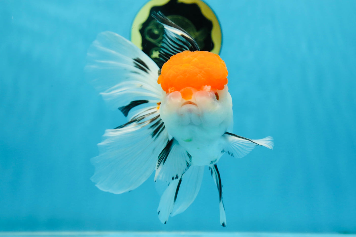 A Grade Tricolor Oranda Female 6-6.5 inches #071125OR_10
