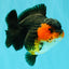 SUPER CUTE AAA Grade Tricolor Yuanbao Female 5 inches #062626YB_16