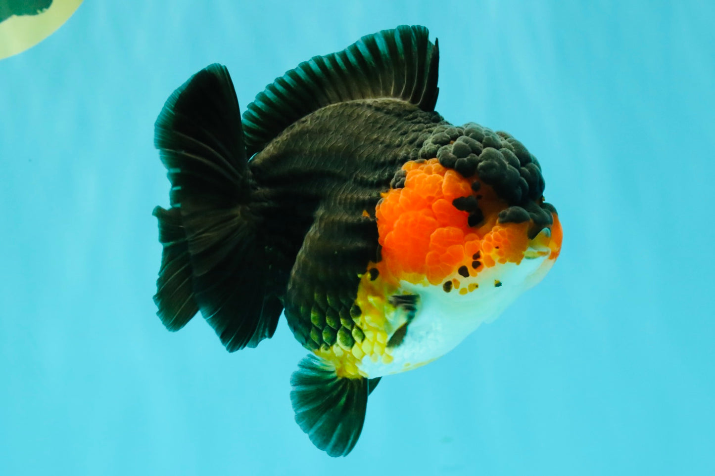 SUPER CUTE AAA Grade Tricolor Yuanbao Female 5 inches #062626YB_16