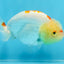 A Grade Red White Kohaku LionQueen 4 inches #101725LC_07