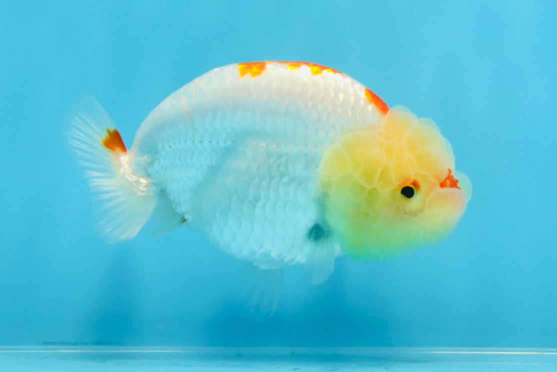 A Grade Red White Kohaku LionQueen 4 inches #101725LC_07