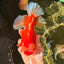 A Grade Godzilla Red White Oranda Male 7 inches #022726OR_12