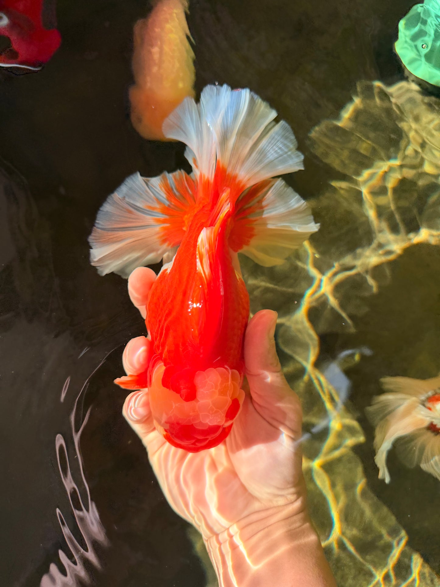 A Grade Godzilla Red White Oranda Male 7 inches #022726OR_12