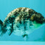 CHUBBY AAA Grade White Tiger Ranchu Male 4.5-5 inches #073126RC_10