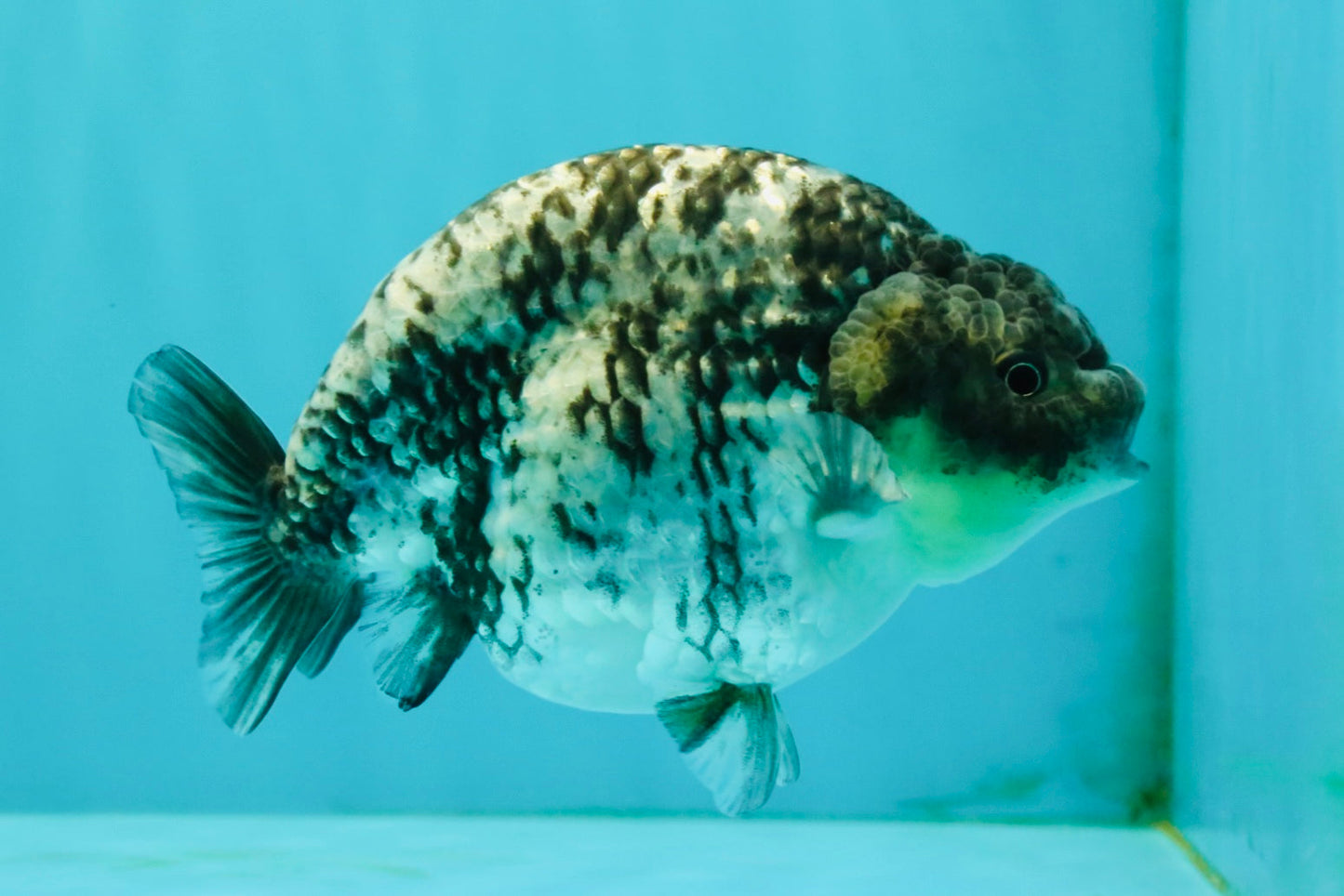 CHUBBY AAA Grade White Tiger Ranchu Male 4.5-5 inches #073126RC_10