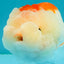 ADORABLE Red White LionChu Female 4.5 inches #050826LC_15