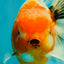 A Grade Sakura Oranda Male 6.5 inches #082126OR_13