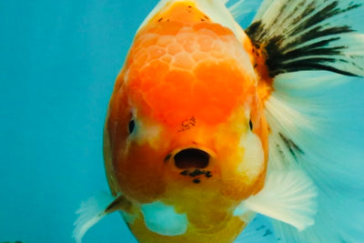 A Grade Sakura Oranda Male 6.5 inches #082126OR_13