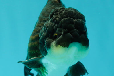 A Grade Impressive Black Oranda Male 5 inches #102524OR_10