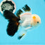 AAA Grade Black Tail Tricolor Oranda Male 5.5 inches #0503OR_06