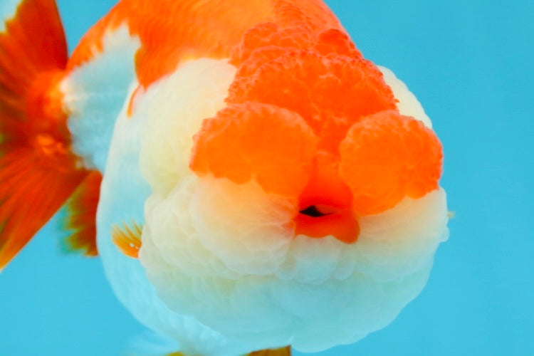 THE BEST AAA Grade Red White LionQueen 4.5 inches #042525LC_15