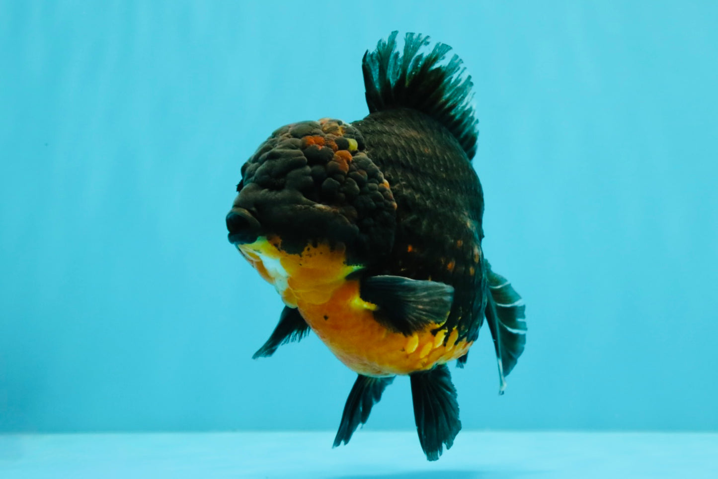 A Grade Dark Kirin Yuanbao Male 5 inches #032026YB_18