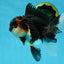 Chubby Cheek Tricolor Oranda Male 5.5 inches #053025OR_31