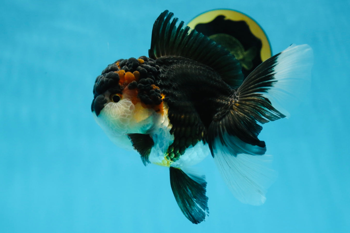 Chubby Cheek Tricolor Oranda Male 5.5 inches #053025OR_31