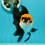 Tricolor Oranda Female 5.5 inches #111524OR_12