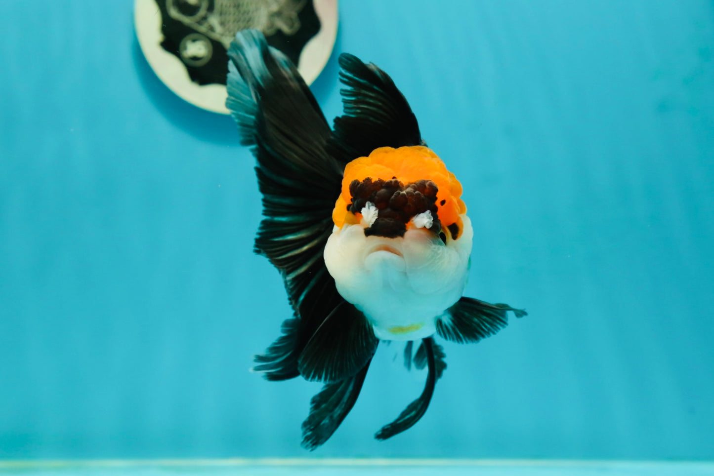 Tricolor Oranda Female 5.5 inches #111524OR_12