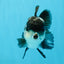 Panda Oranda Macho 4.5-5 pulgadas #0927OR_23