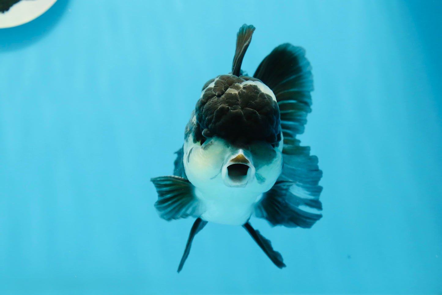 Panda Oranda Male 4.5-5 inches #0927OR_23