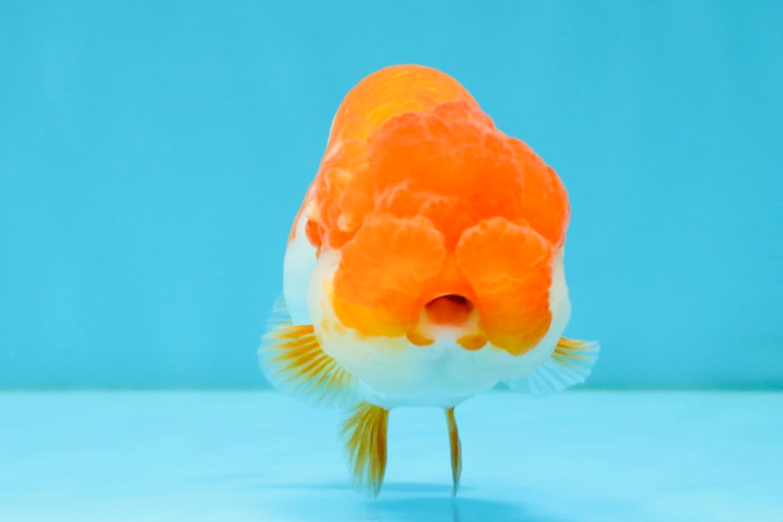 TOMATO A Grade Red White LionQueen 4-4.5 inches #032726LC_17