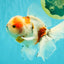 UNIQUE Calico Oranda Male 5 inches #091826OR_07