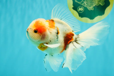 UNIQUE Calico Oranda Male 5 inches #091826OR_07