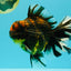 CHONKY AAA Grade Broadtail Tiger Oranda Male 7-7.5 inches #072426OR_04