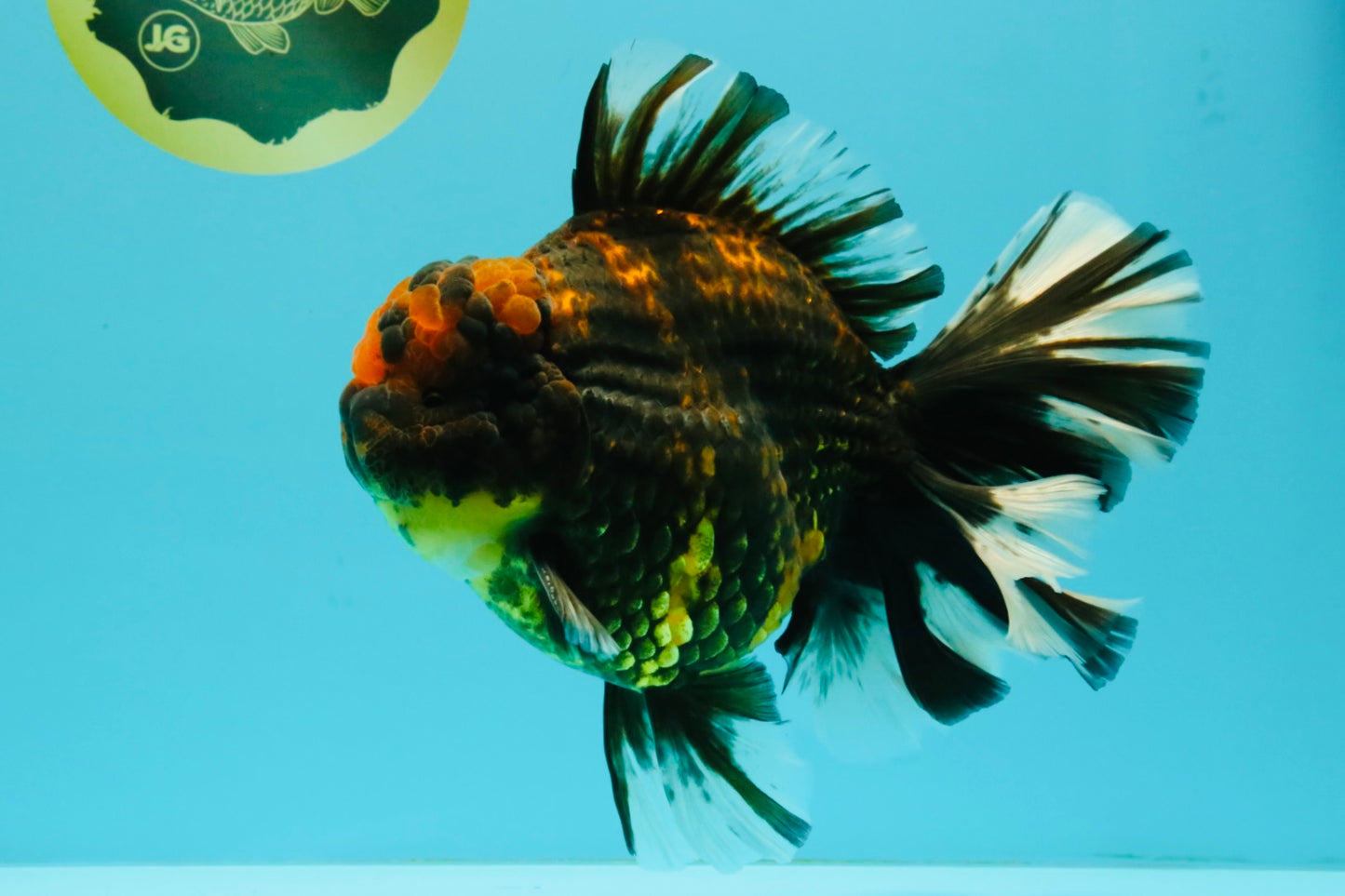 CHONKY AAA Grade Broadtail Tiger Oranda Male 7-7.5 inches #072426OR_04