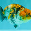 CHUBBY AAA Grade Chonky Special Tricolor Tiger LionQueen Female 4-4.5 inches #061926LC_12