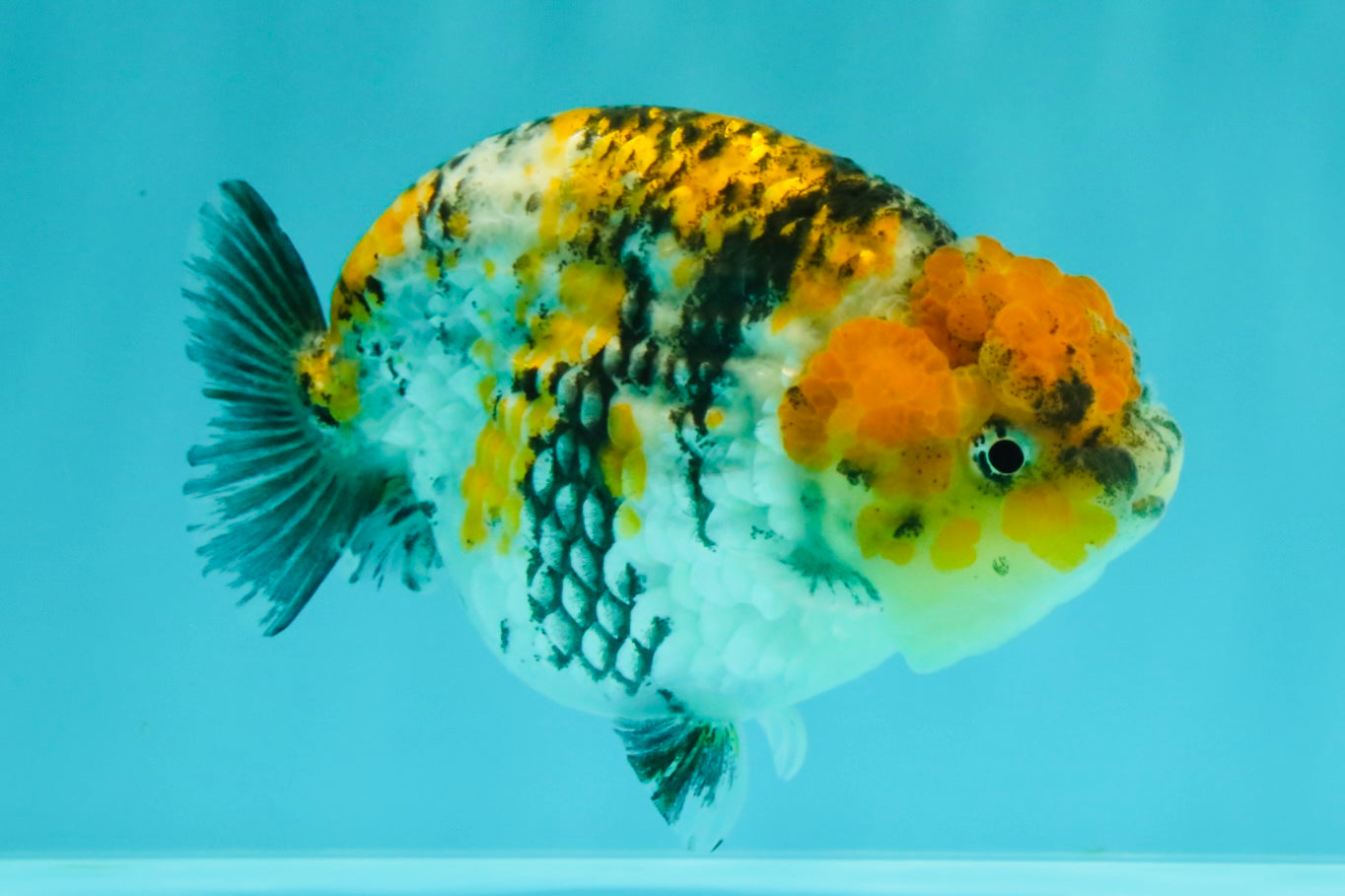 CHUBBY AAA Grade Chonky Special Tricolor Tiger LionQueen Female 4-4.5 inches #061926LC_12