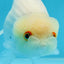 Snow White Lionchu Female 4 inches #0920LC_10