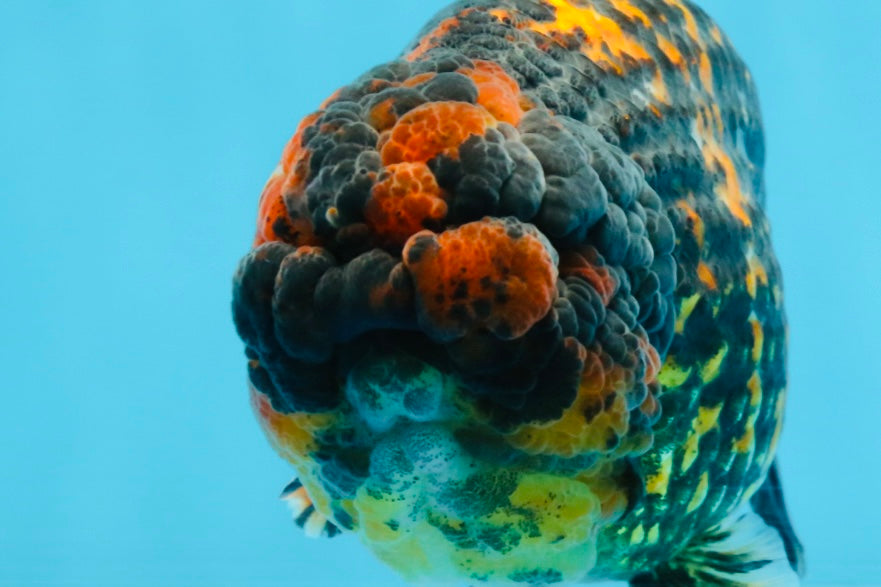 A Grade Tricolor Tiger LionKing 5.5 inches #103125LC_11