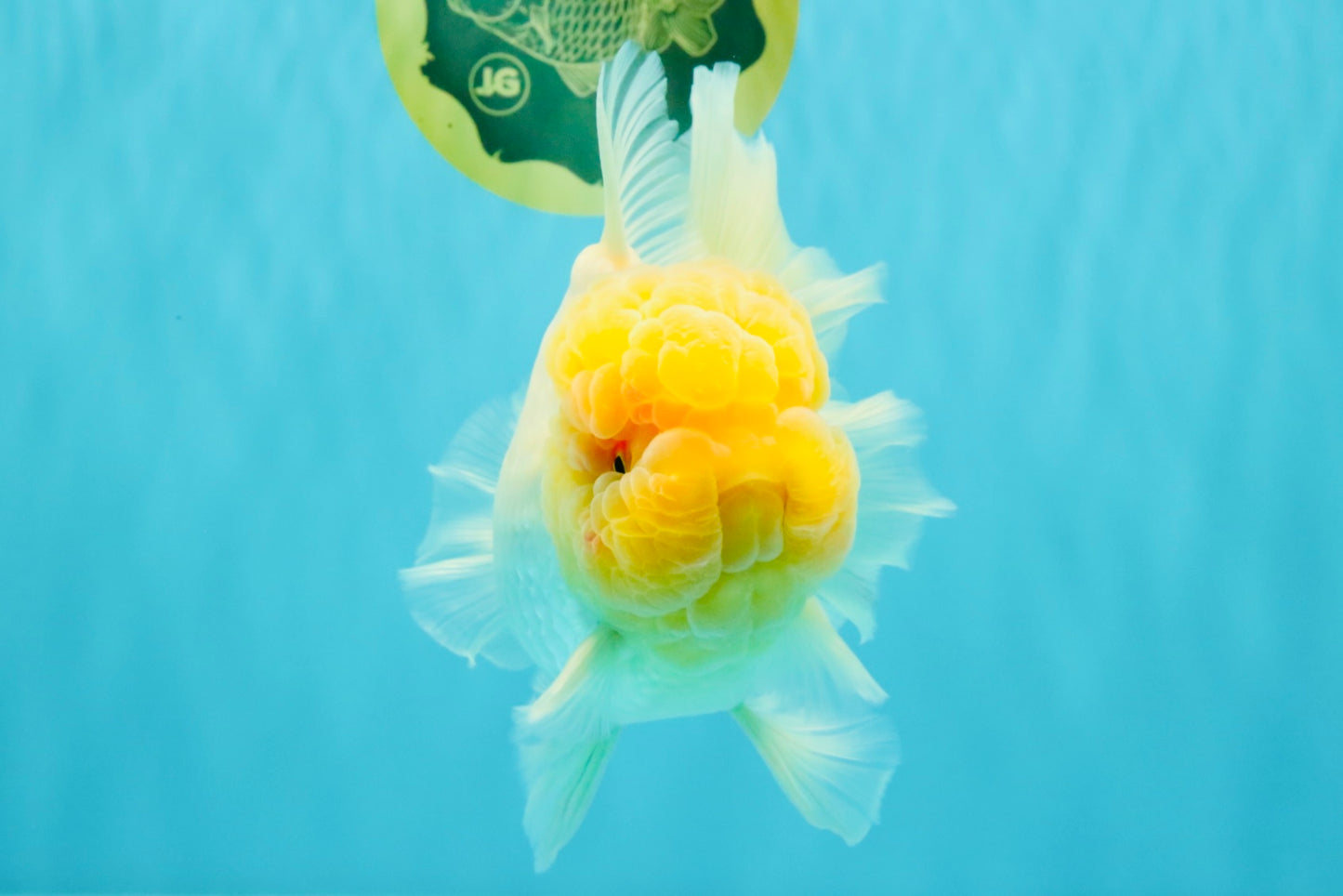 AAA Grade White Oranda Female 7-7.5 inches #032026OR_03