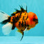 A Grade Tiger Oranda Male 5.5 inches #062626OR_26
