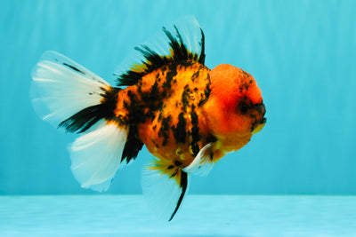 A Grade Tiger Oranda Male 5.5 inches #062626OR_26